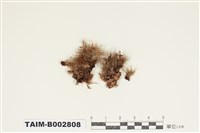 藏品(白髮苔屬)的圖片